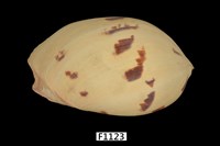 藏品(椰子渦螺)的圖片